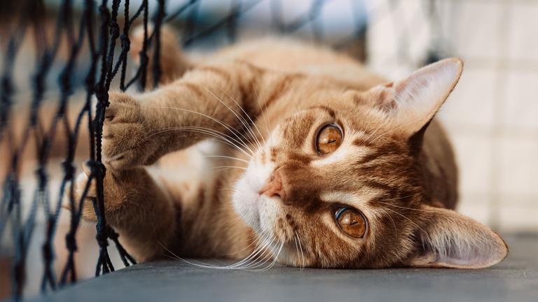 Katze auf einem mit einem Netz gesicherten Balkon