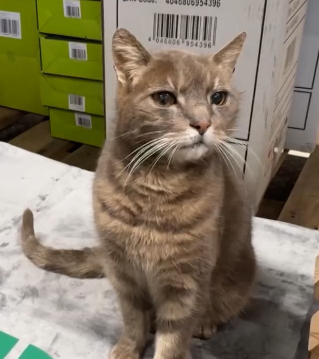Katze Lotti im Baumarkt