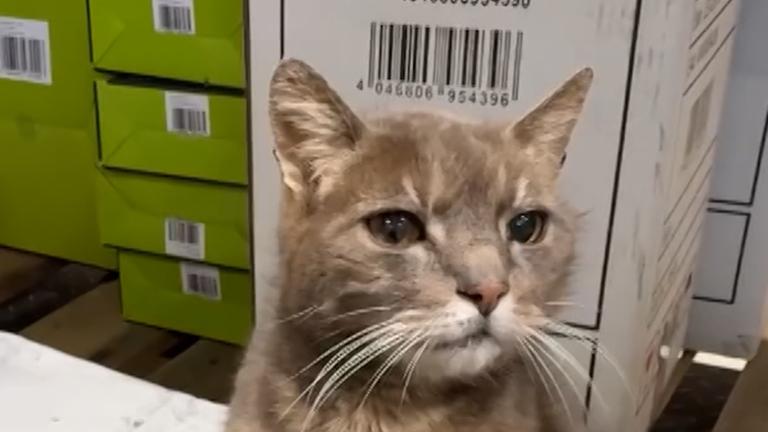 Katze Lotti im Baumarkt