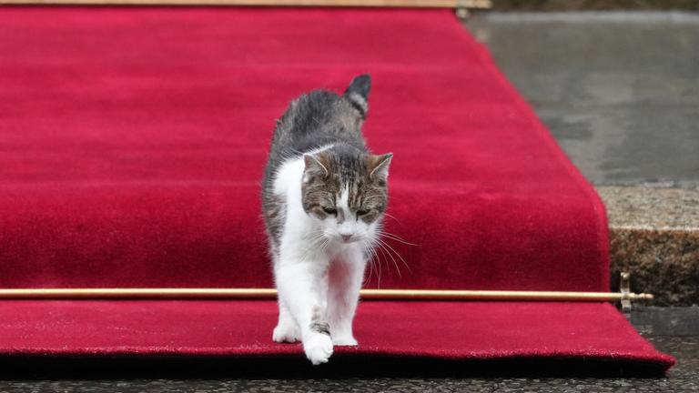 Larry, Großbritanniens Chefmouser im Kabinettsbüro, eine grau-braun-weiße Katze, geht über den roten Teppich vor der 10 Downing Street.