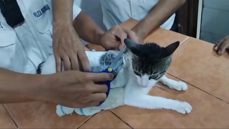 Ein "Narcomichi", sprich eine Katze die als Drogenschmuggler eingesetzt wird, ist von den Justizvollzugsbeamten der Haftanstalt Pococi entdeckt und "festgenommen" worden.