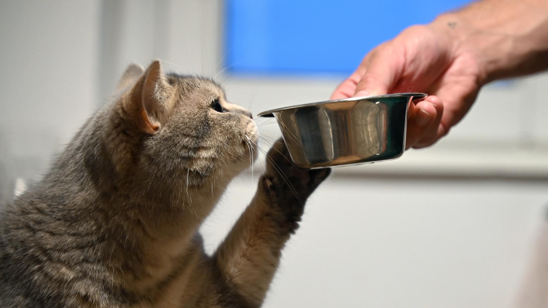 Eine Katze streckt ihre Pfote zu dem Futternapf in der Hand ihres Beisitzers