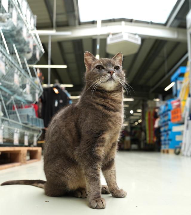 Katze Lotti