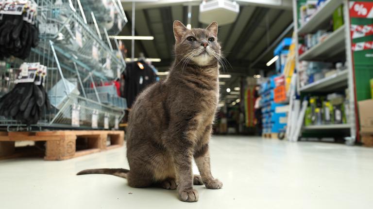 Katze Lotti