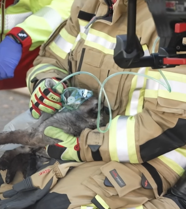 katze-recklinghausen