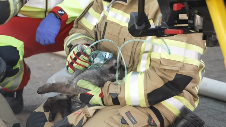 katze-recklinghausen