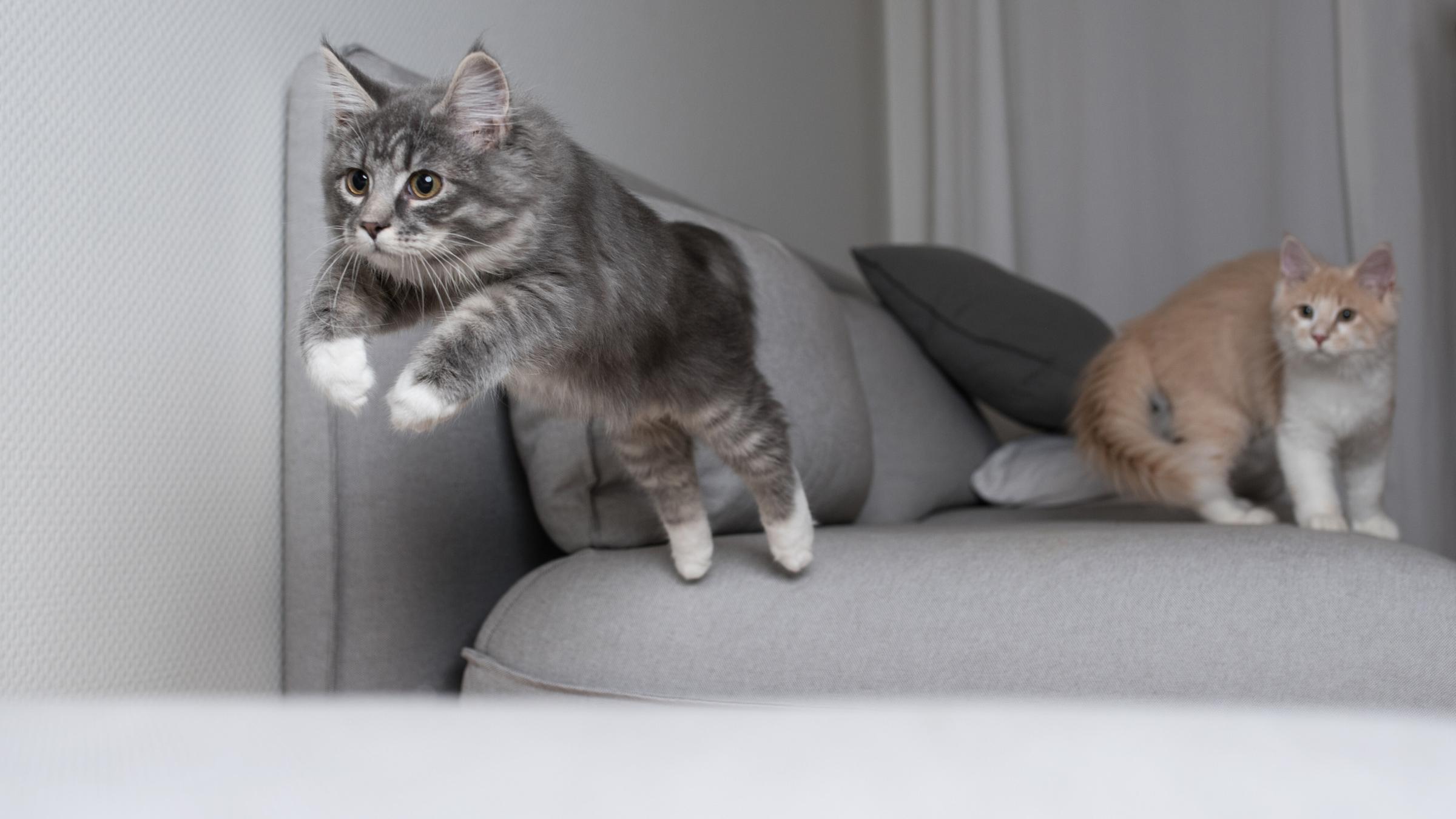 Katzen können aus dem Stand zwei Meter hoch und weit springen – das ist das fünf- bis sechsfache ihrer Körpergröße! Etwa so, als wenn ihr in ein Fenster im zweiten Stock springen würdet! 