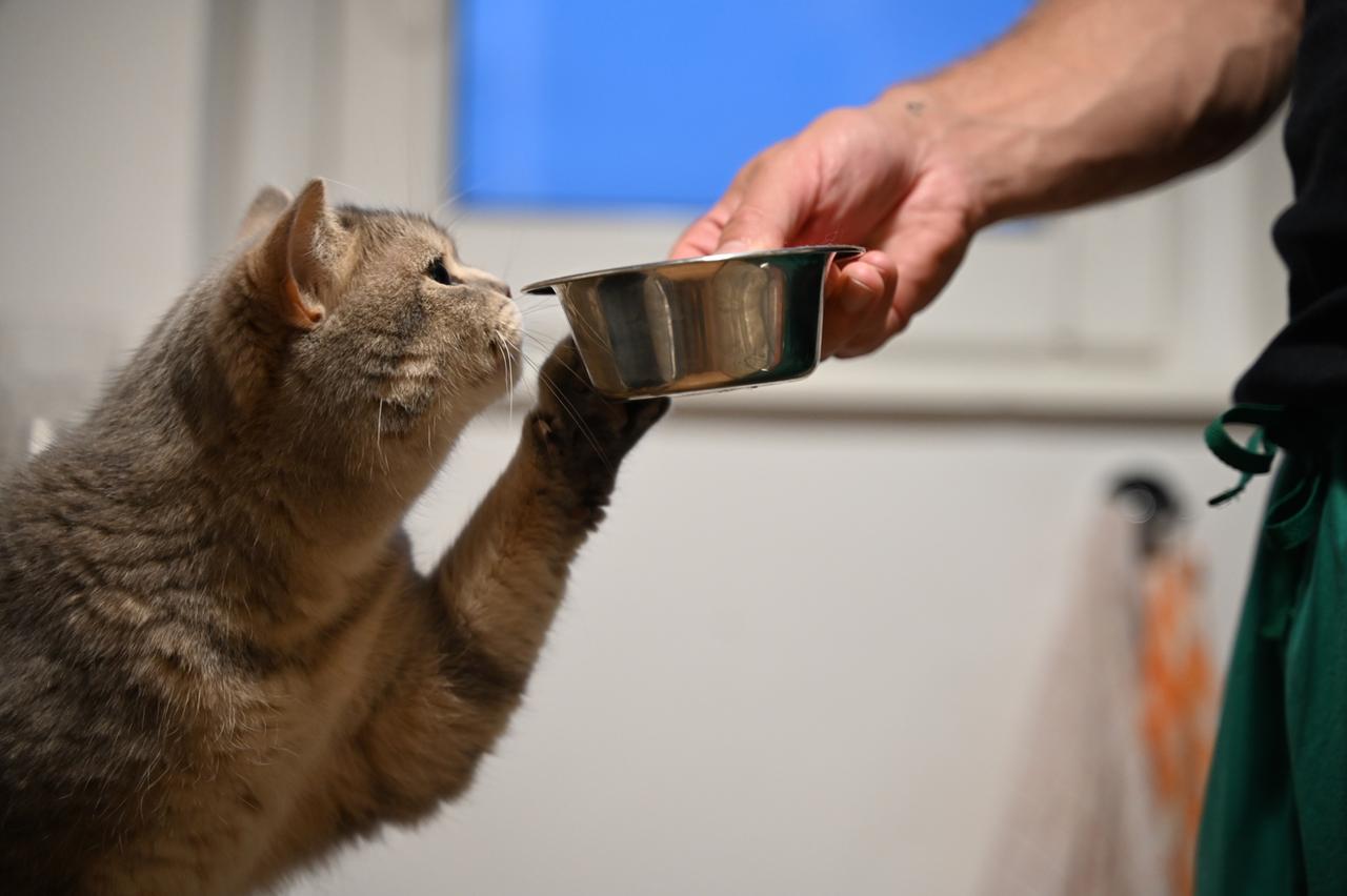 Eine Katze streckt ihre Pfote zum Futternapf in der Hand ihres Besitzers und schnuppert daran.