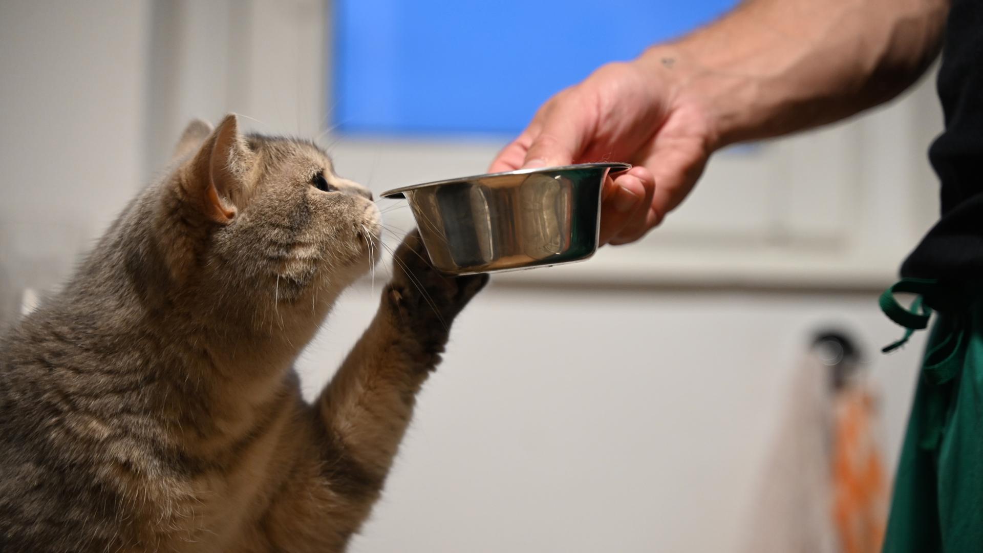 Eine Katze streckt ihre Pfote zum Futternapf in der Hand ihres Besitzers und schnuppert daran.