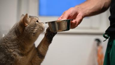 Eine Katze streckt ihre Pfote zum Futternapf in der Hand ihres Besitzers und schnuppert daran.