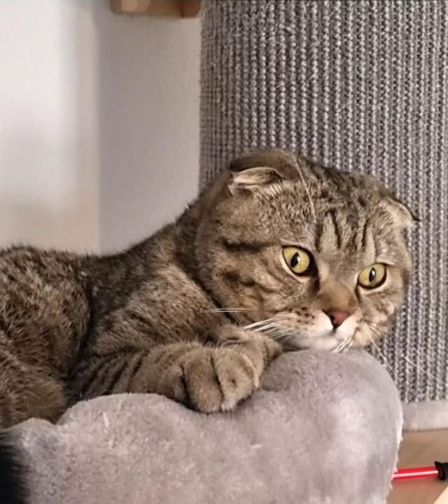 Katze-Vogel-Konflikt