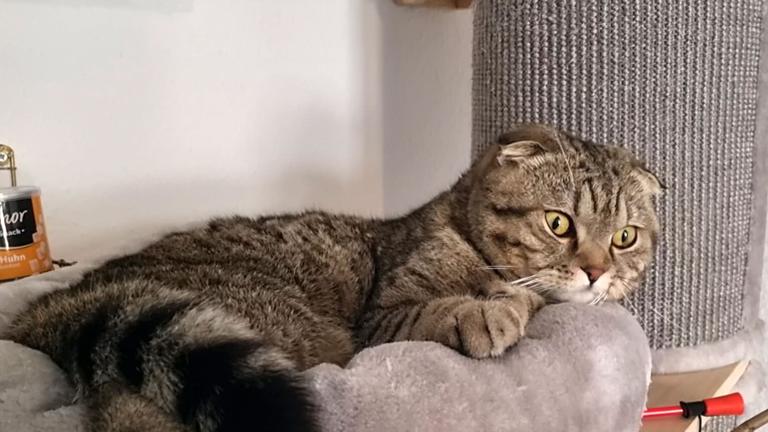 Katze-Vogel-Konflikt