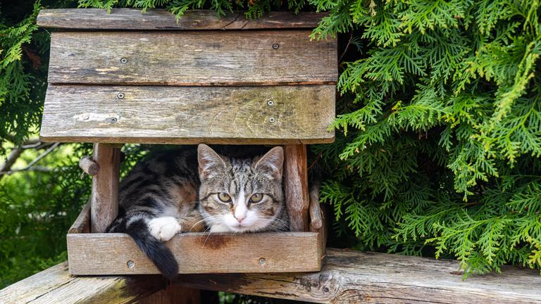 Eine Katze versteckt sich in einem Vogelhaus, das auf einem Geländer steht. Im Hintergrund sind Wiese und Tannenzweige.