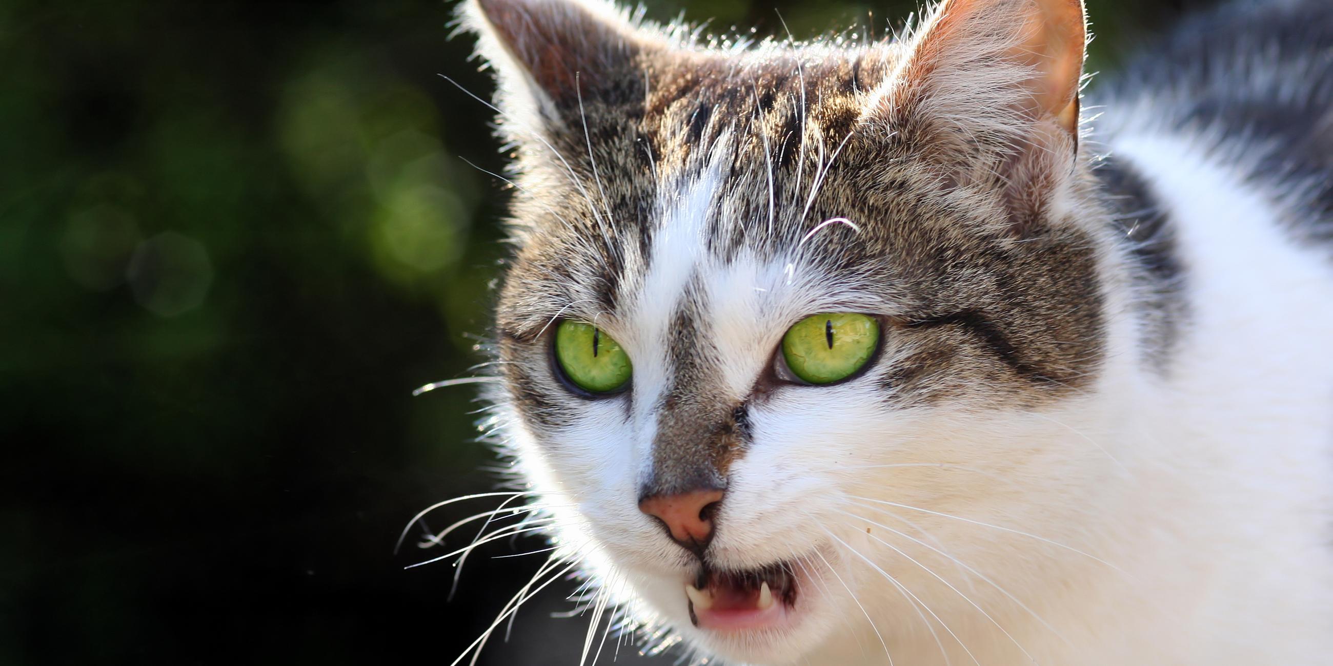 Katze miaut