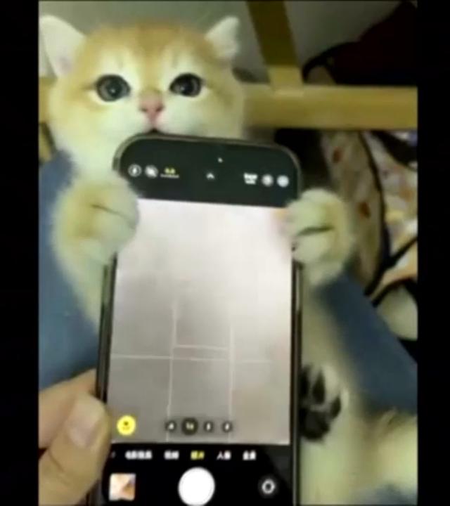 Eine Katze die ein Handy hält und dabei gefilmt wird.