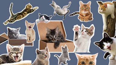 Ganz viele Katzen 