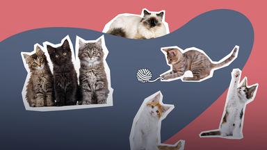 Ganz viele Katzen 