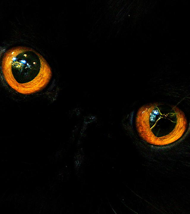 Eine Perserkatze starrt einen Richter während eines internationalen Katzenschönheitswettbewerbs in Bukarest, Rumänien