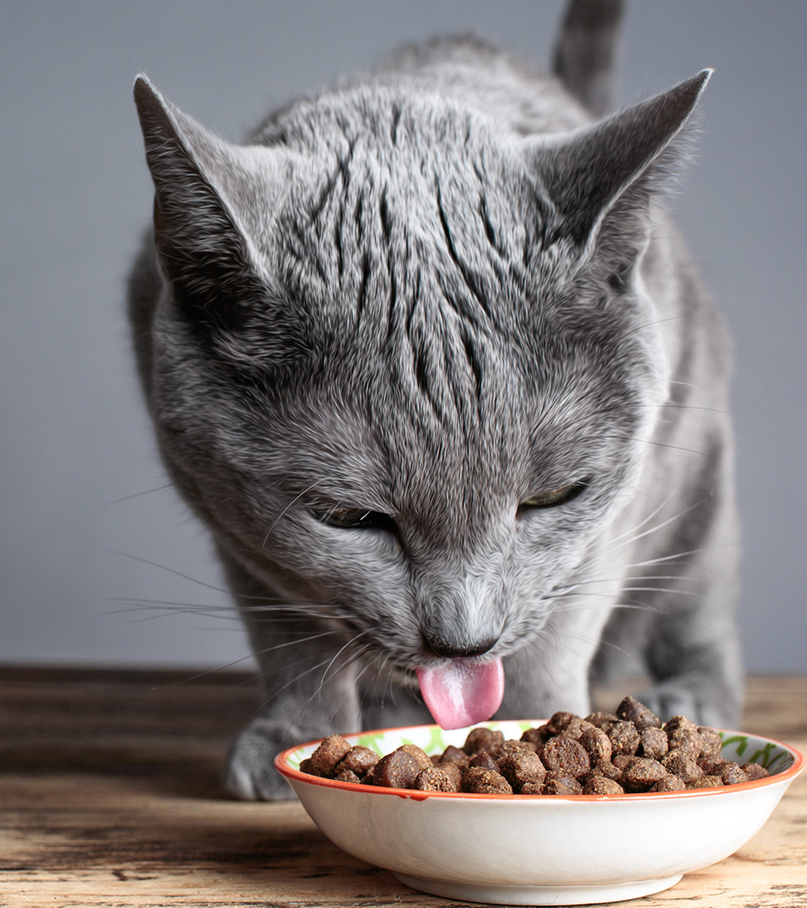 Russisch blau Katze frisst Trockenfutter