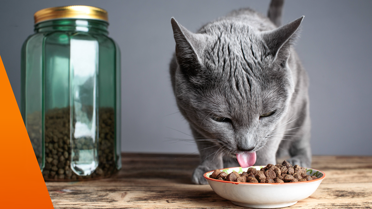 Russisch blau Katze frisst Trockenfutter