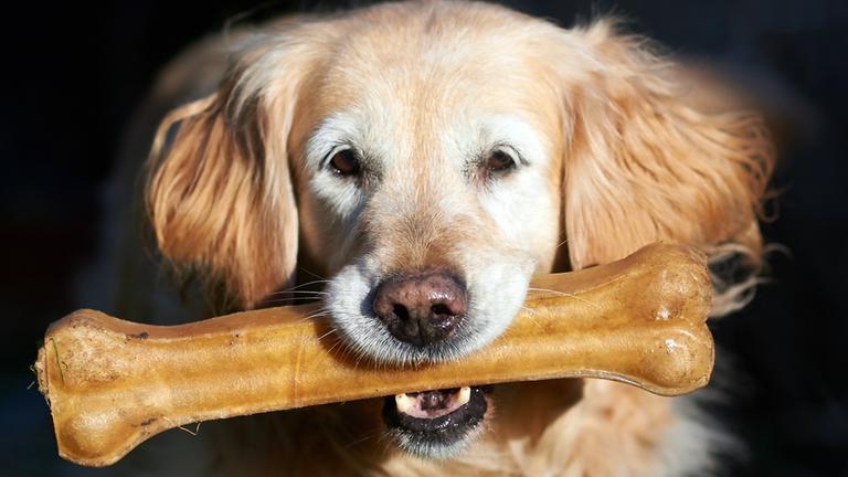 Golden Retriever mit Kauknochen