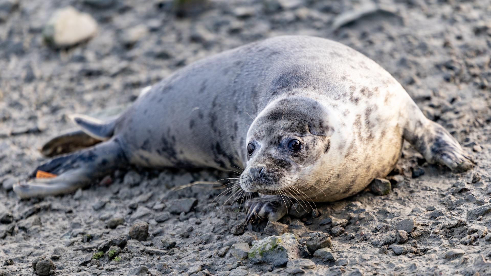 Eine junge Kegelrobbe am Strand