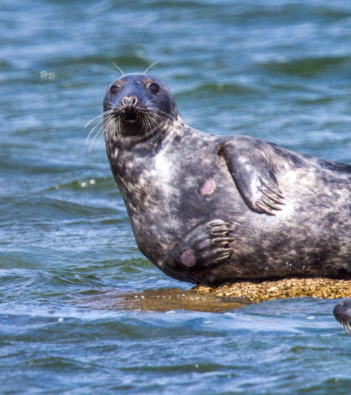 Zwei Kegelrobben im flachen Wasser vor der Ostseeinsel Ruden. (Archiv)