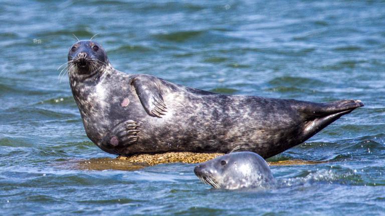 Zwei Kegelrobben im flachen Wasser vor der Ostseeinsel Ruden. (Archiv)