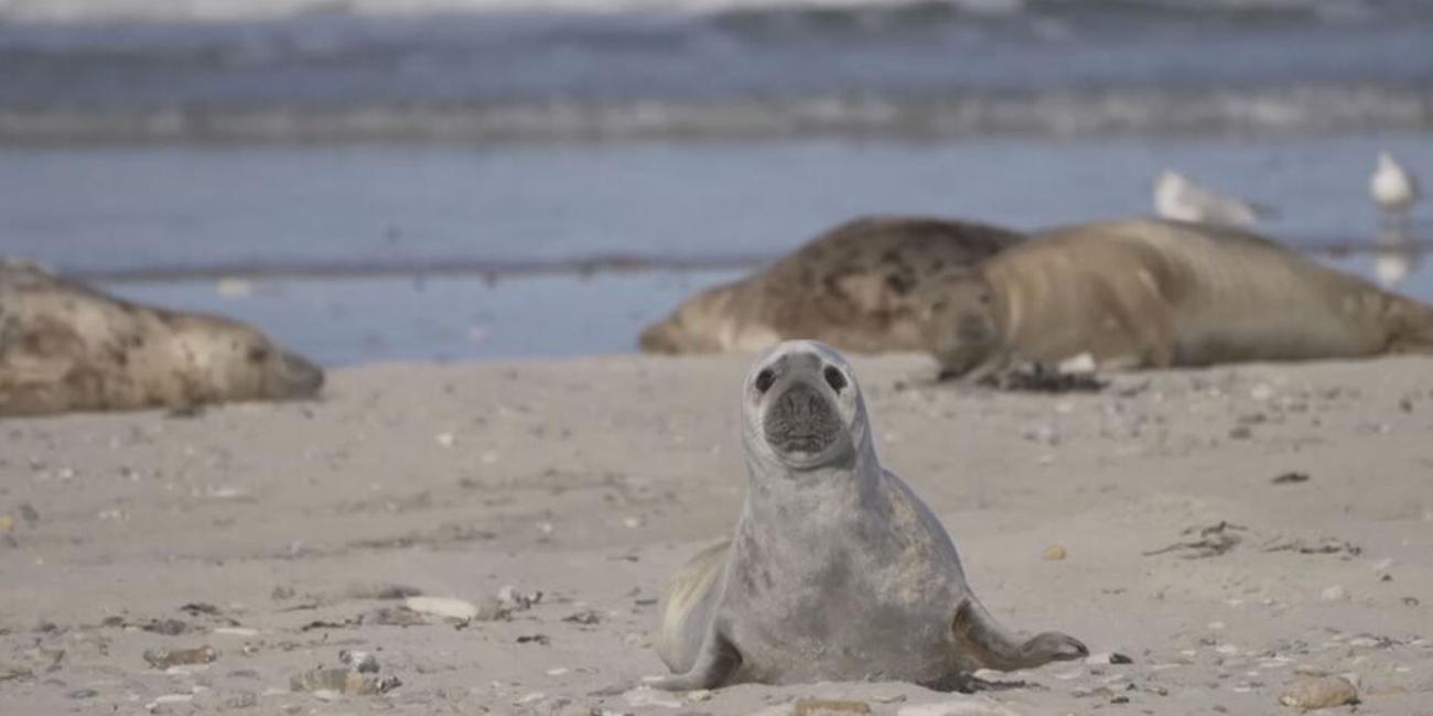 Kegelrobbe auf Helgoland