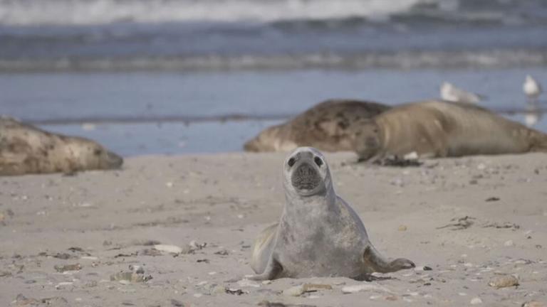 Kegelrobbe auf Helgoland