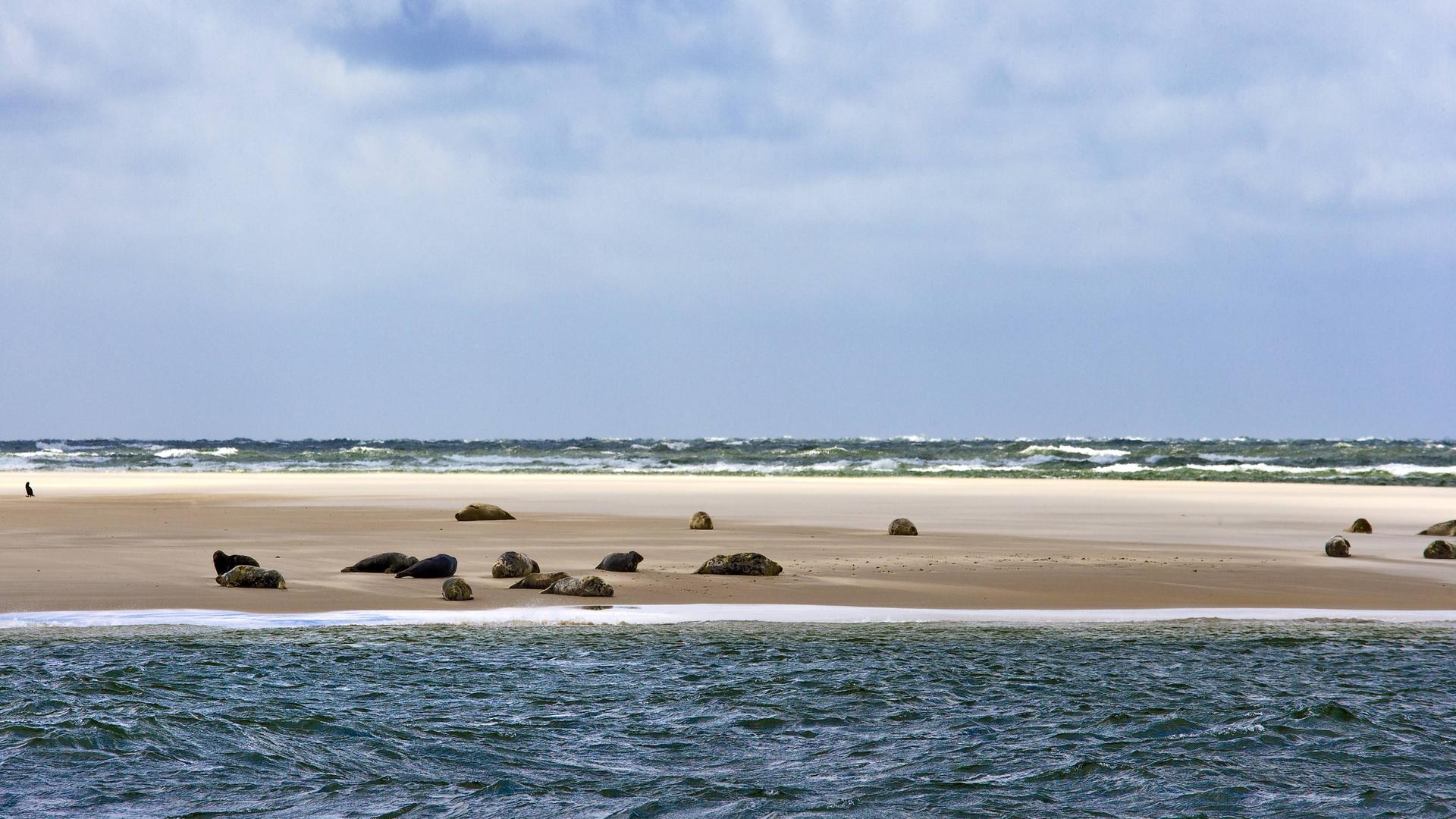Kegelrobben auf einer Sandbank, Sylt