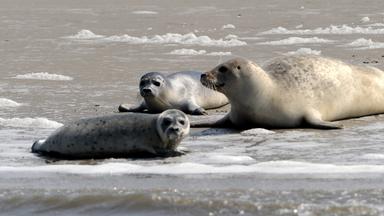 Kegelrobbe mit Jungtieren liegt am Strand von Norderoogsand in Schleswig Holstein. (Archiv)