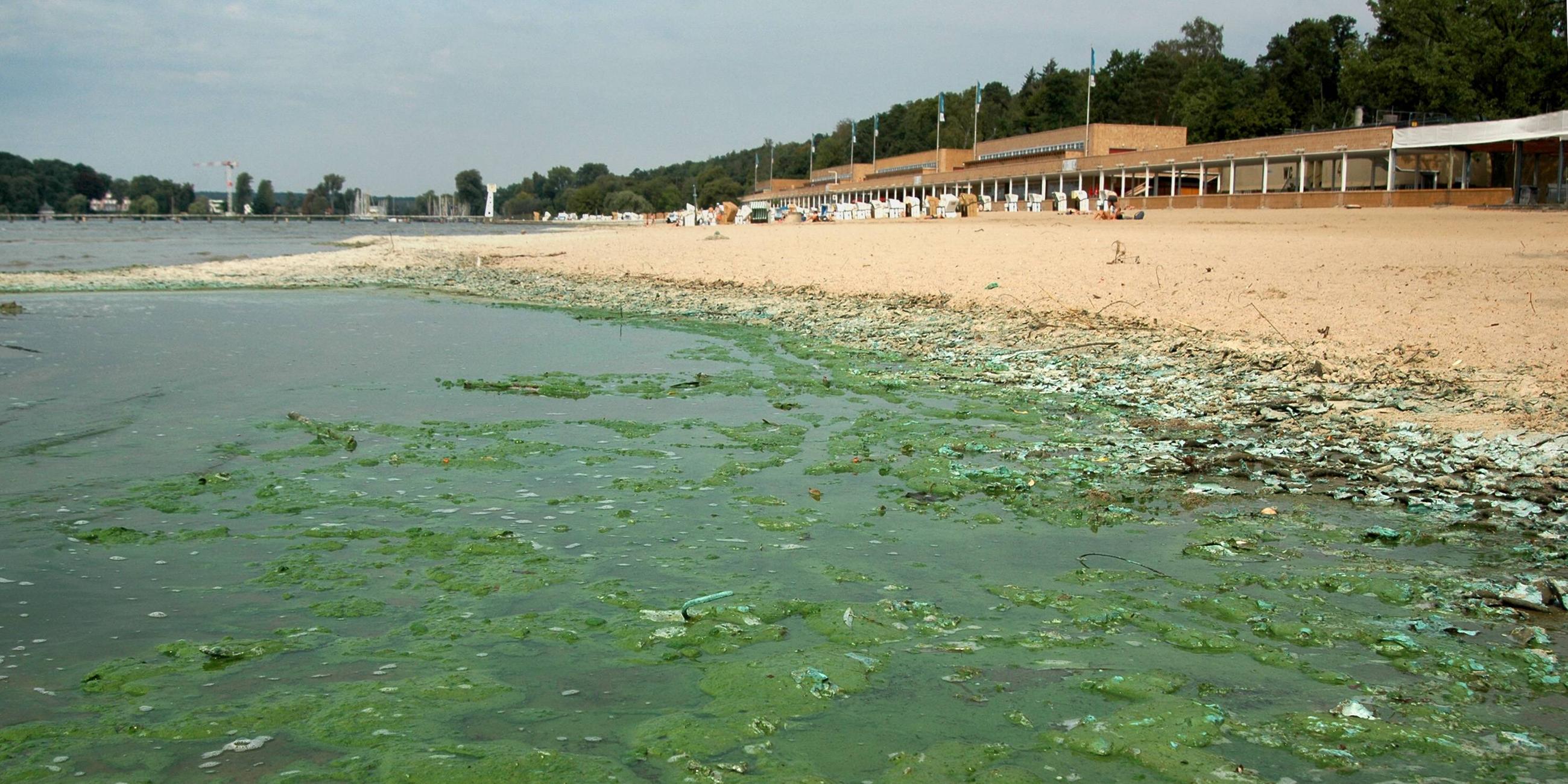 Blaualgen im Strandbad Wannsee in Berlin