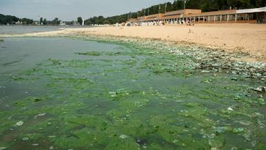 Blaualgen im Strandbad Wannsee in Berlin