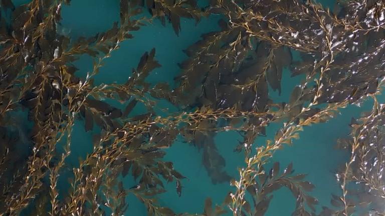 Kelp-Seetang in einem Meer.