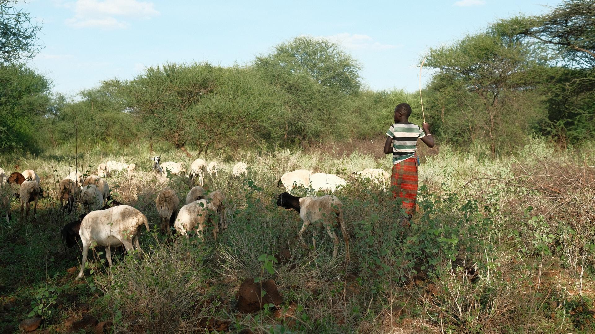 Wanderhirten auf Weideland in Kenia.