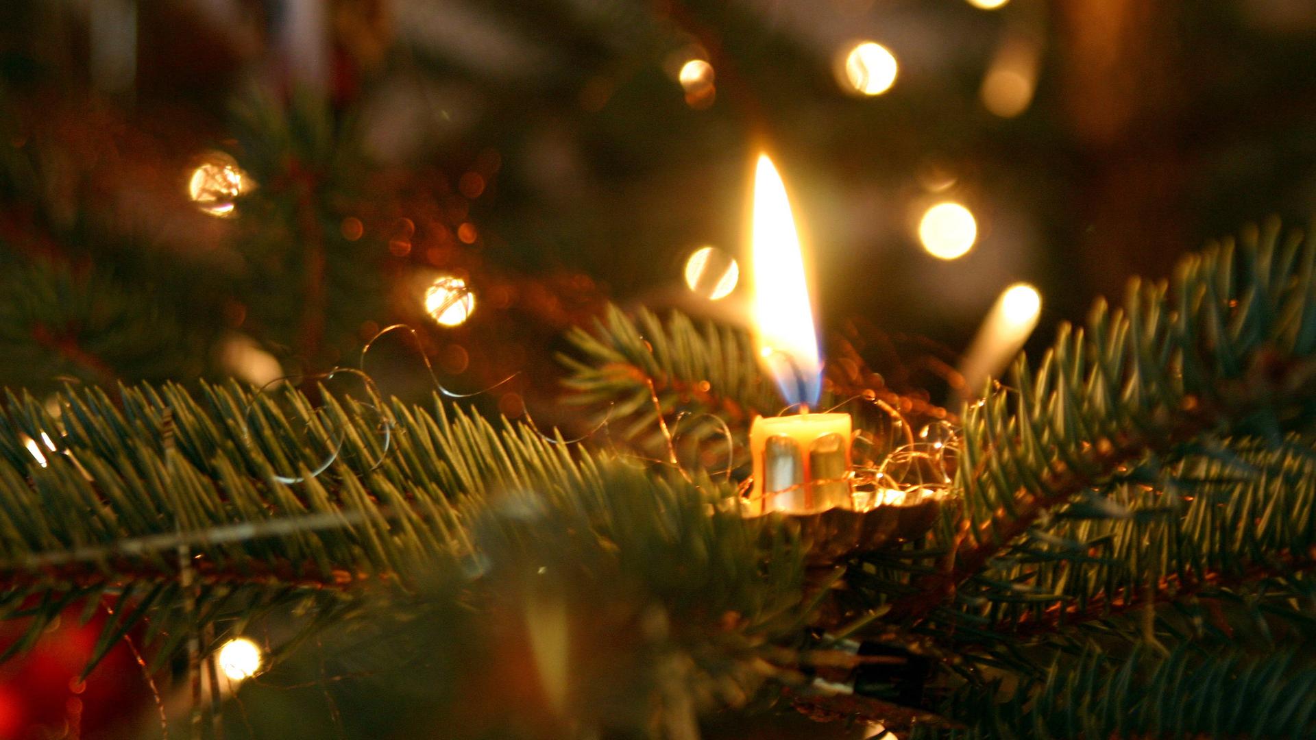 Abgebrannte Kerze inmitten von Tannenzweigen