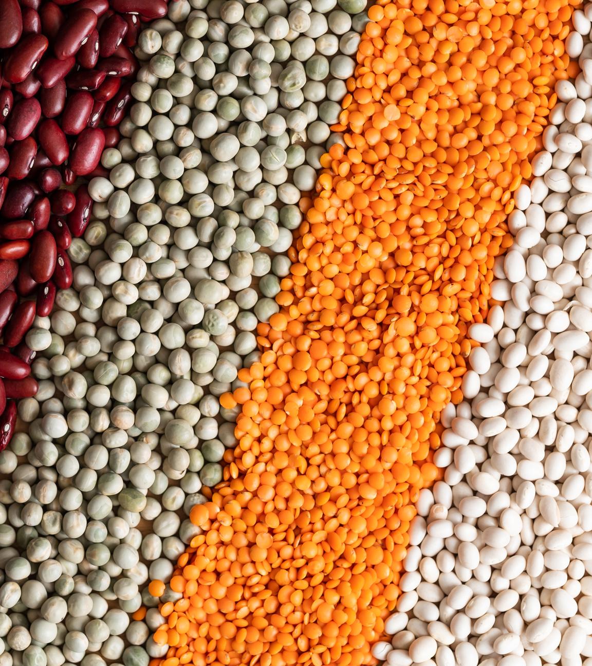 Mehrere verschiedene Arten von trockenen Hülsenfrüchten, wie Kichererbsen und Kidyneybohnen sind in Reihen nebeneinander aufgereiht.