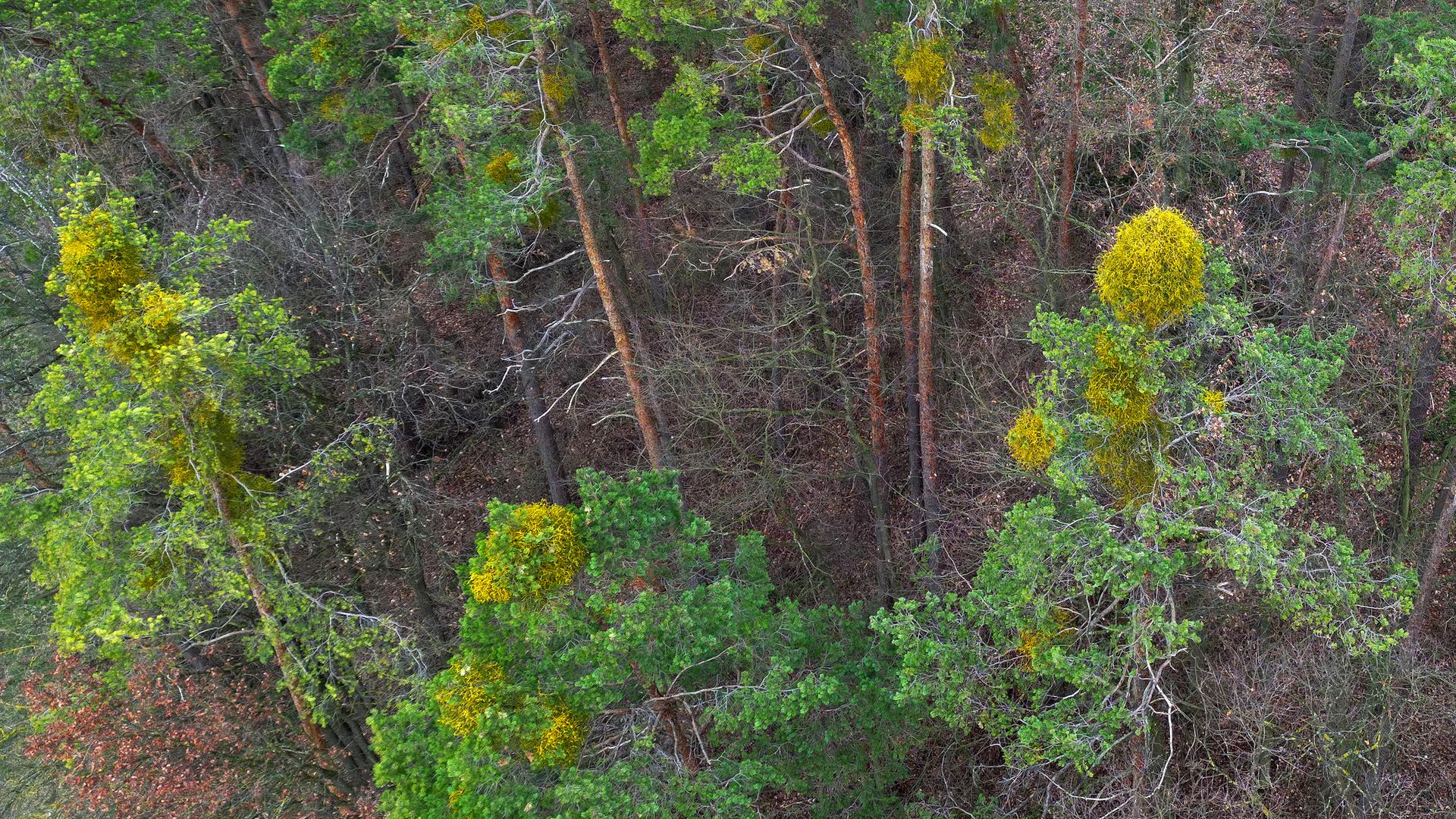 Kiefern mit Mistelbefall in Bayern, aufgenommen am 15.03.2024