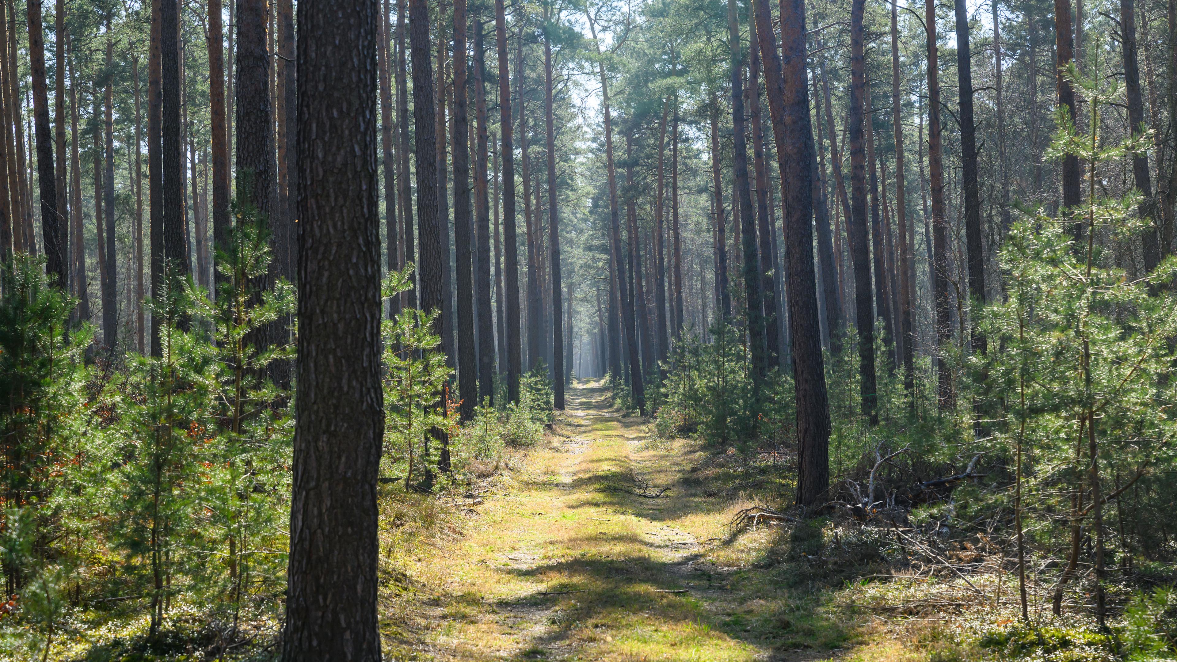 Brandenburg, Briesen: Ein Kiefernwald vom Landesbetrieb Forst Brandenburg.
