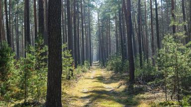 Brandenburg, Briesen: Ein Kiefernwald vom Landesbetrieb Forst Brandenburg.