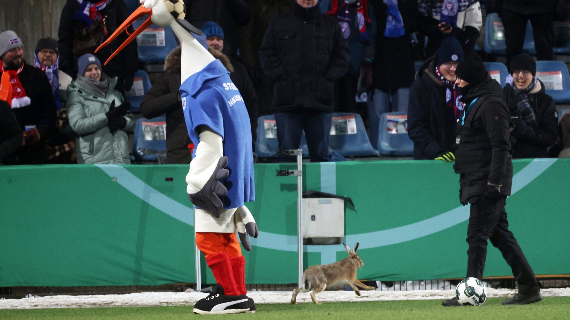 Im Viertelfinale des DFB-Pokal zwischen Holstein Kiel und dem VfB Stuttgart rennt ein Hase in der Halbzeitpause über das Spielfeld