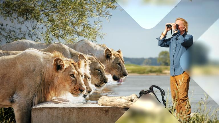 Andreas Kieling blickt mit Fernglas auf Löwen (Kollage)