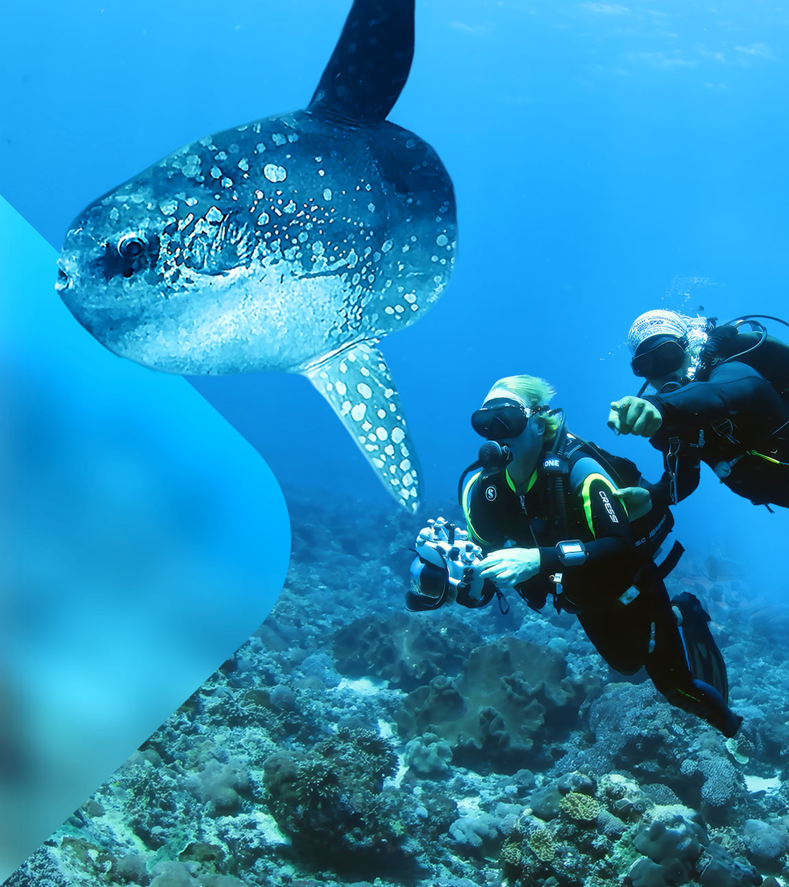 Zwei Taucher unter Wasser mit Hai