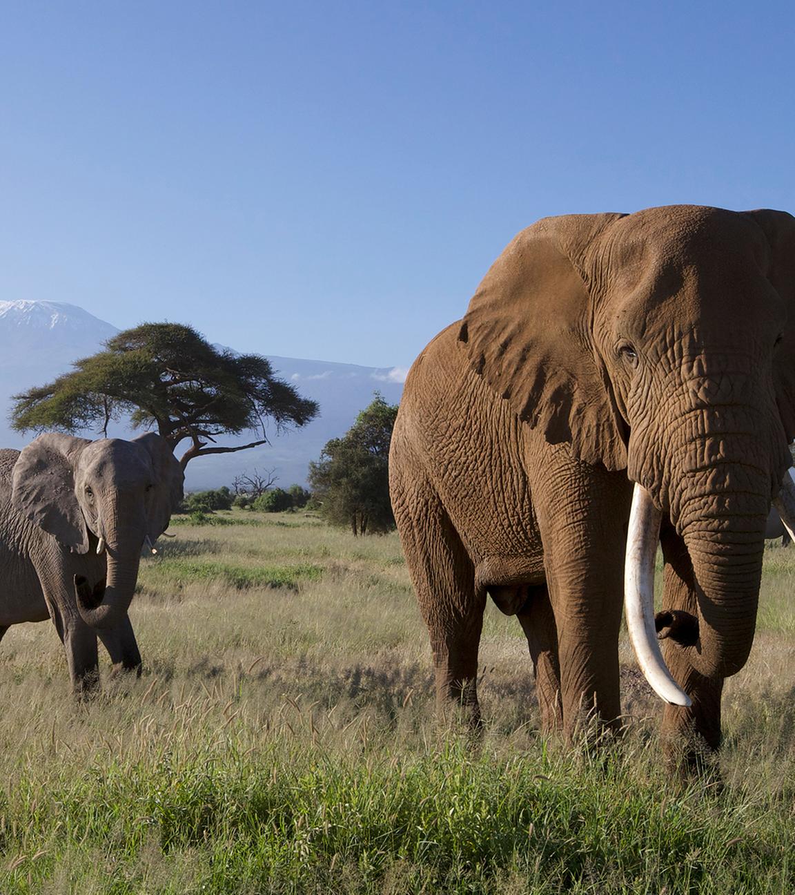 "Terra X: Kielings wilde Welt - Graue Riesen": Im Hintergrund der schneebedeckte Kilimandscharo. Vordergrund eine Elefantenherde im Amboseli-Nationalpark im Süden Kenias.