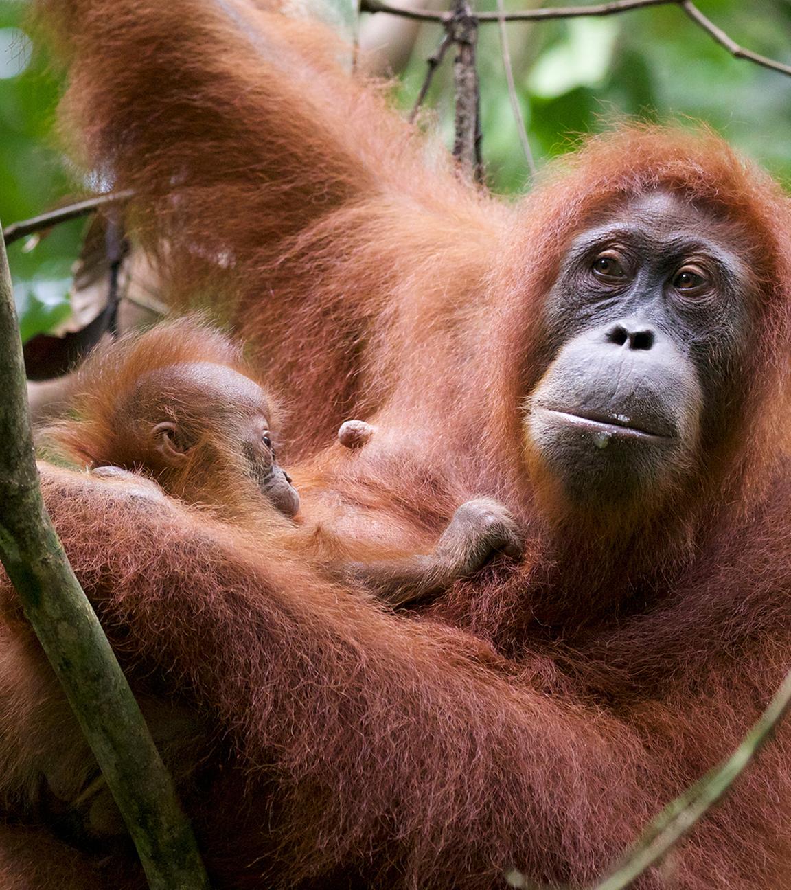"Terra X: Kielings wilde Welt - Nahe Verwandte": Eine Orang-Utan-Mutter sitzt mit ihrem Jungen auf einem Baum.