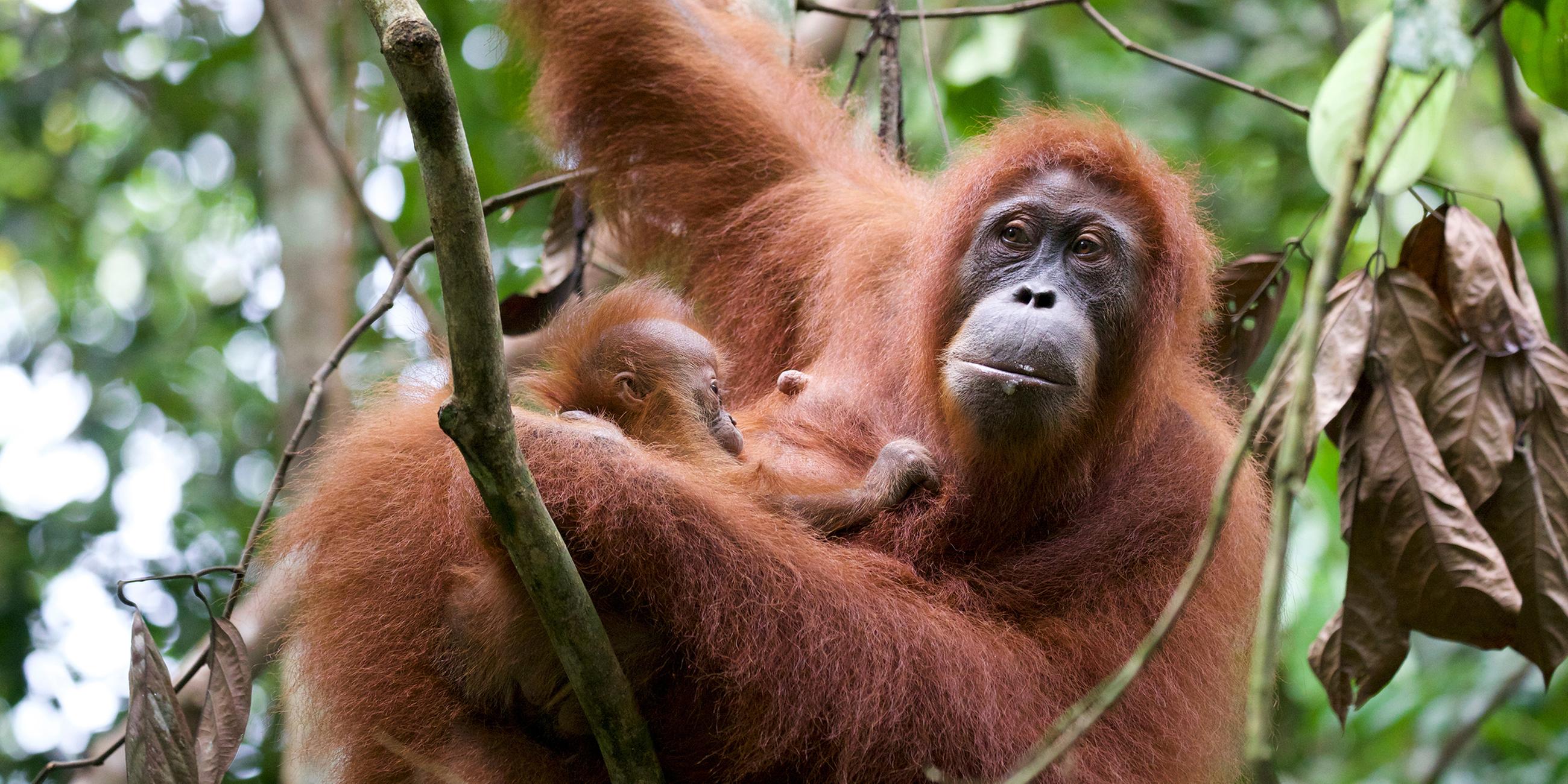 "Terra X: Kielings wilde Welt - Nahe Verwandte": Eine Orang-Utan-Mutter sitzt mit ihrem Jungen auf einem Baum.