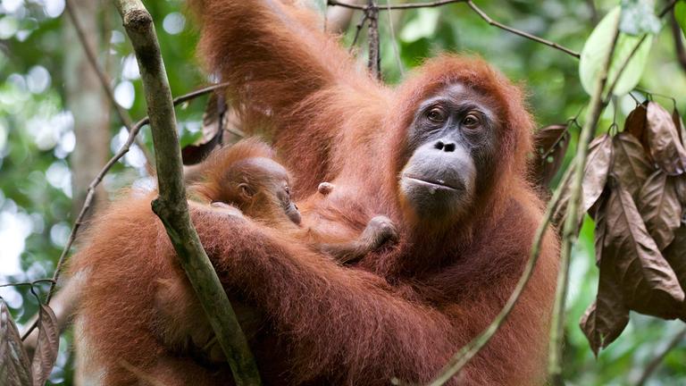 "Terra X: Kielings wilde Welt - Nahe Verwandte": Eine Orang-Utan-Mutter sitzt mit ihrem Jungen auf einem Baum.