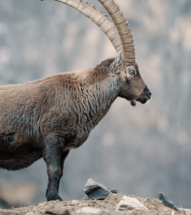 Alpensteinbock