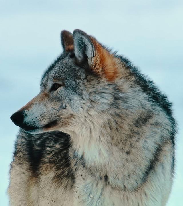 Wolf